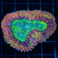Medium Rainbow Lobophyllia 2