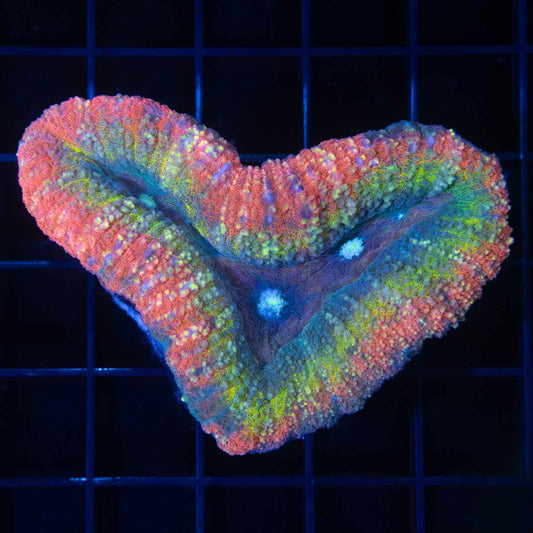 Rainbow Lobophyllia 3"