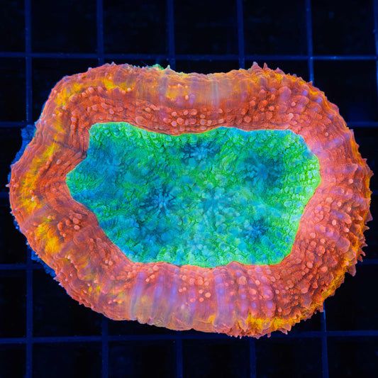 Rainbow Lobophyllia 3"