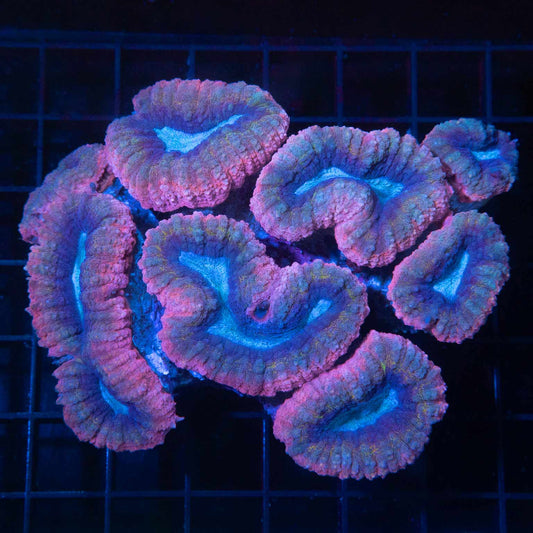 Rainbow Lobo Colony 4.25"