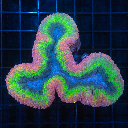 Ultra Rainbow Lobophyllia 4"
