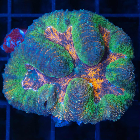 4 Color symphyllia