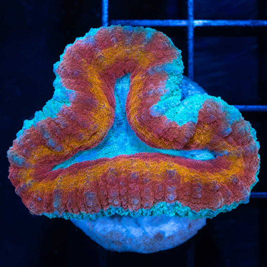 Rainbow Lobophyllia