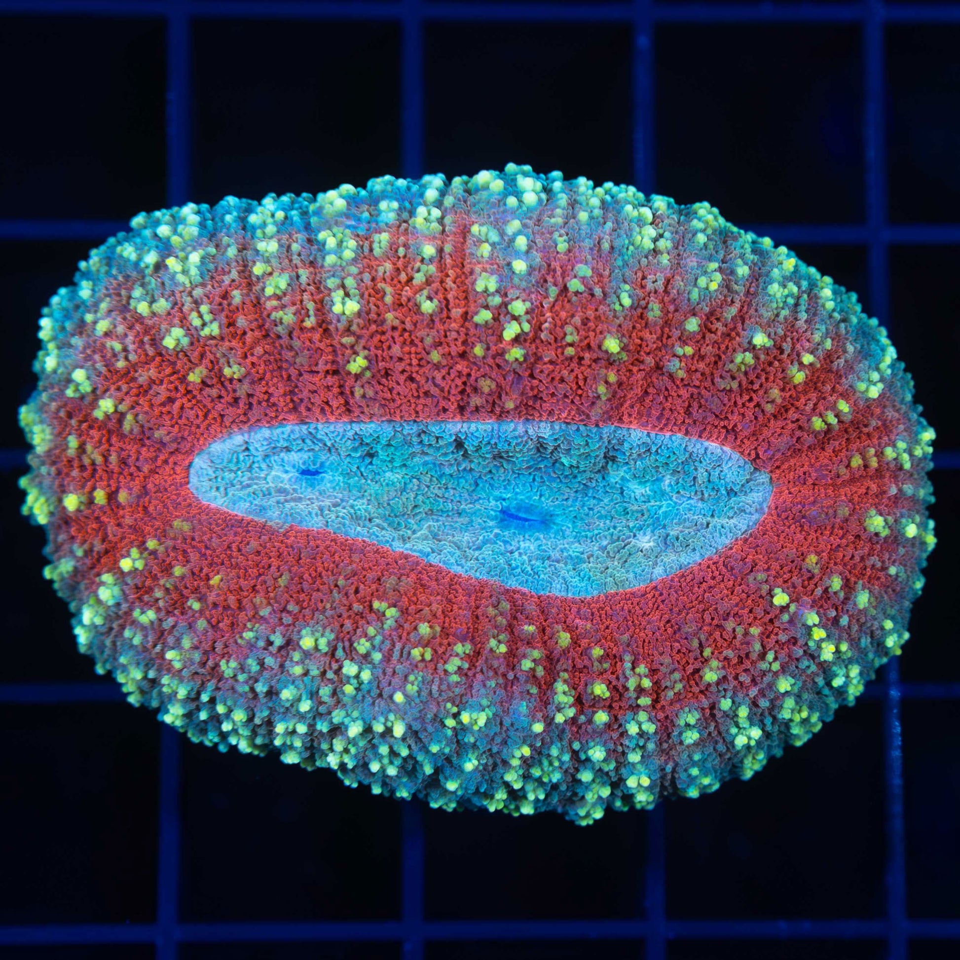 rainbow lobophyllia