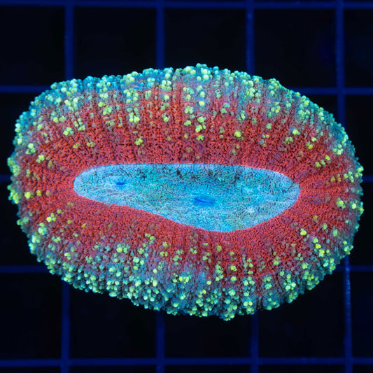 rainbow lobophyllia
