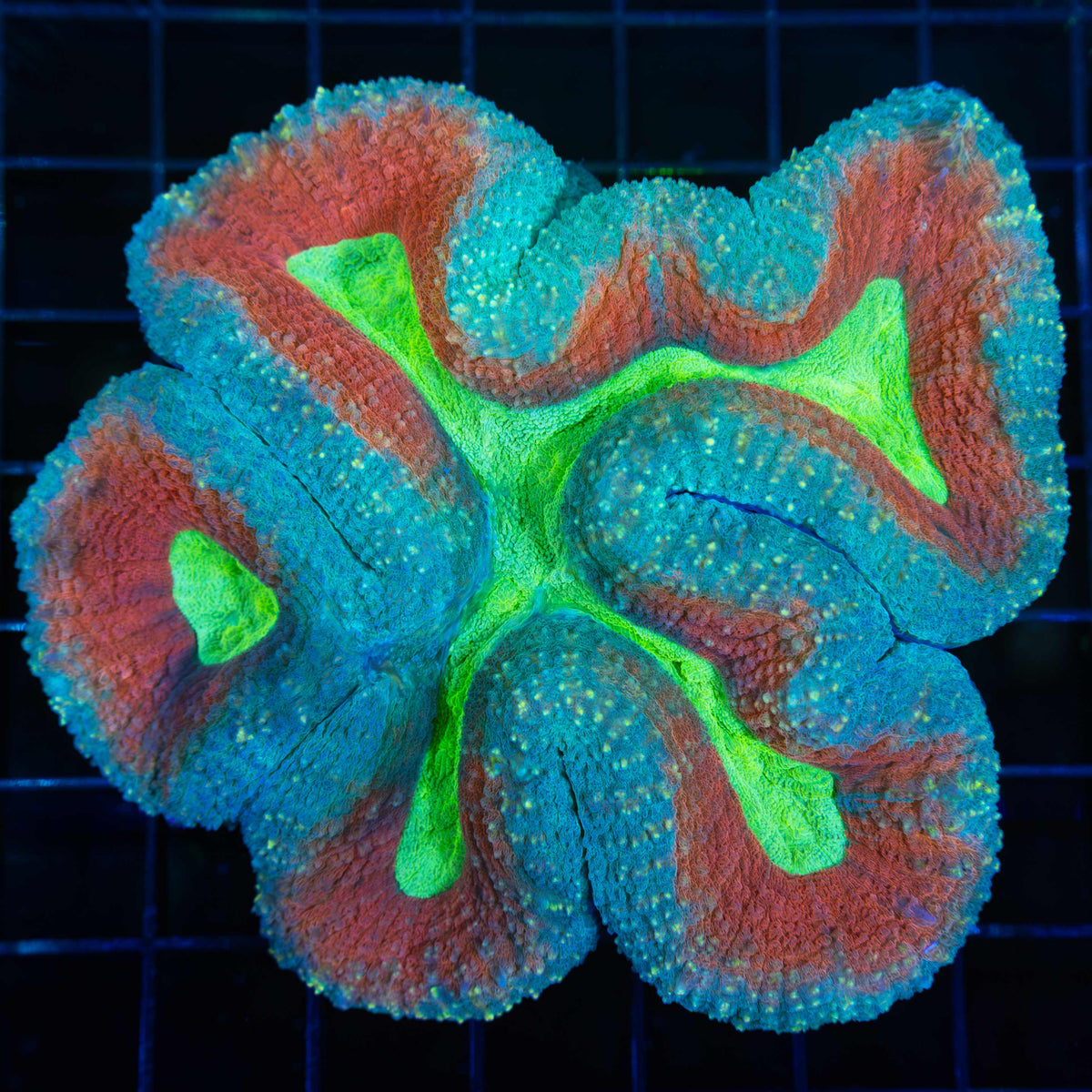 Large Rainbow Lobophyllia