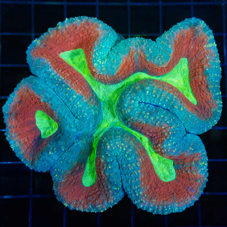 Large Rainbow Lobophyllia