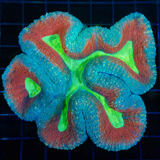 Large Rainbow Lobophyllia