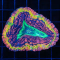 Medium Rainbow Lobophyllia