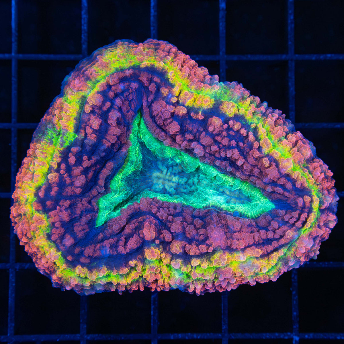 Rainbow Lobophyllia