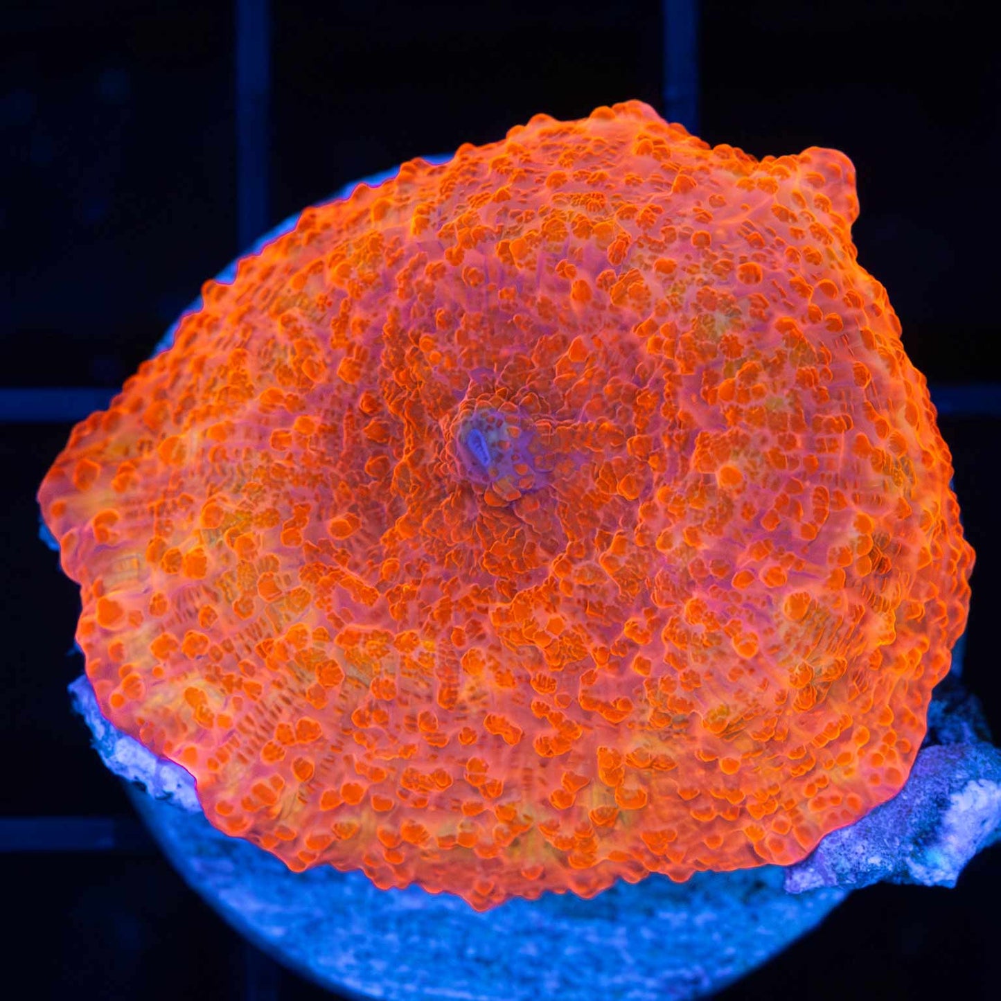 Glowing Sunset Mushroom Coral