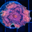 Rainbow Neglecta Mushroom Coral