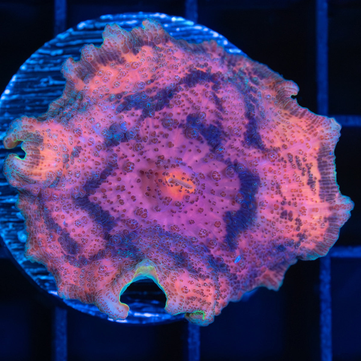 Rainbow Neglecta Mushroom Coral