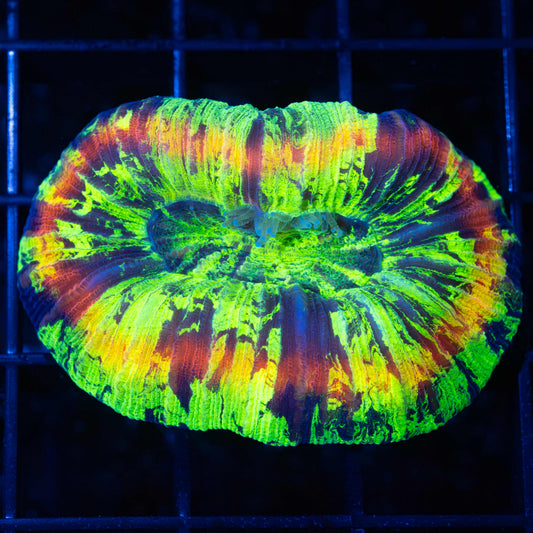 Neon Rainbow Trachyphyllia (Ultra Bright!)