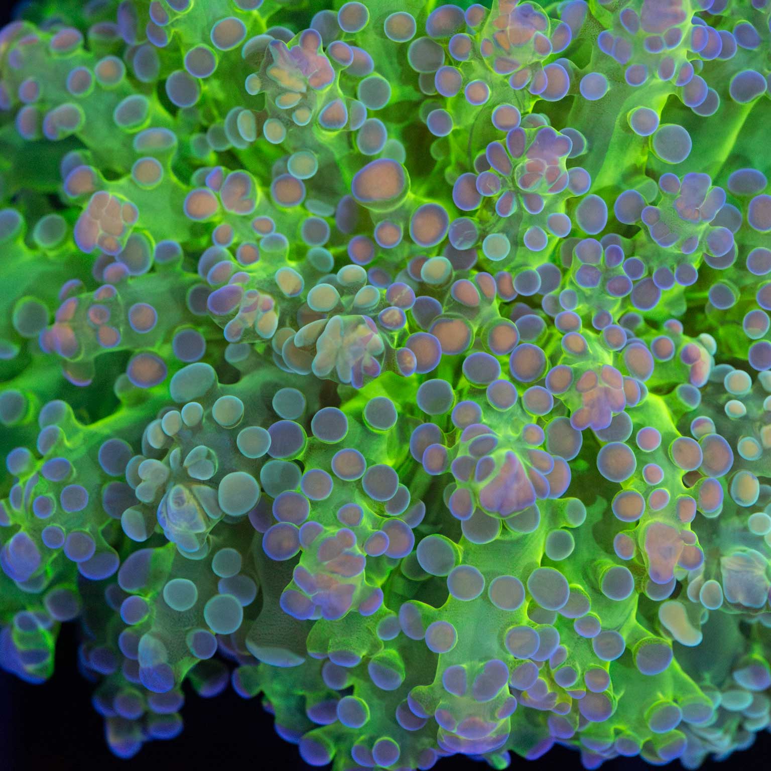 Rainbow Grafted Branching Octospawn (Wow!)