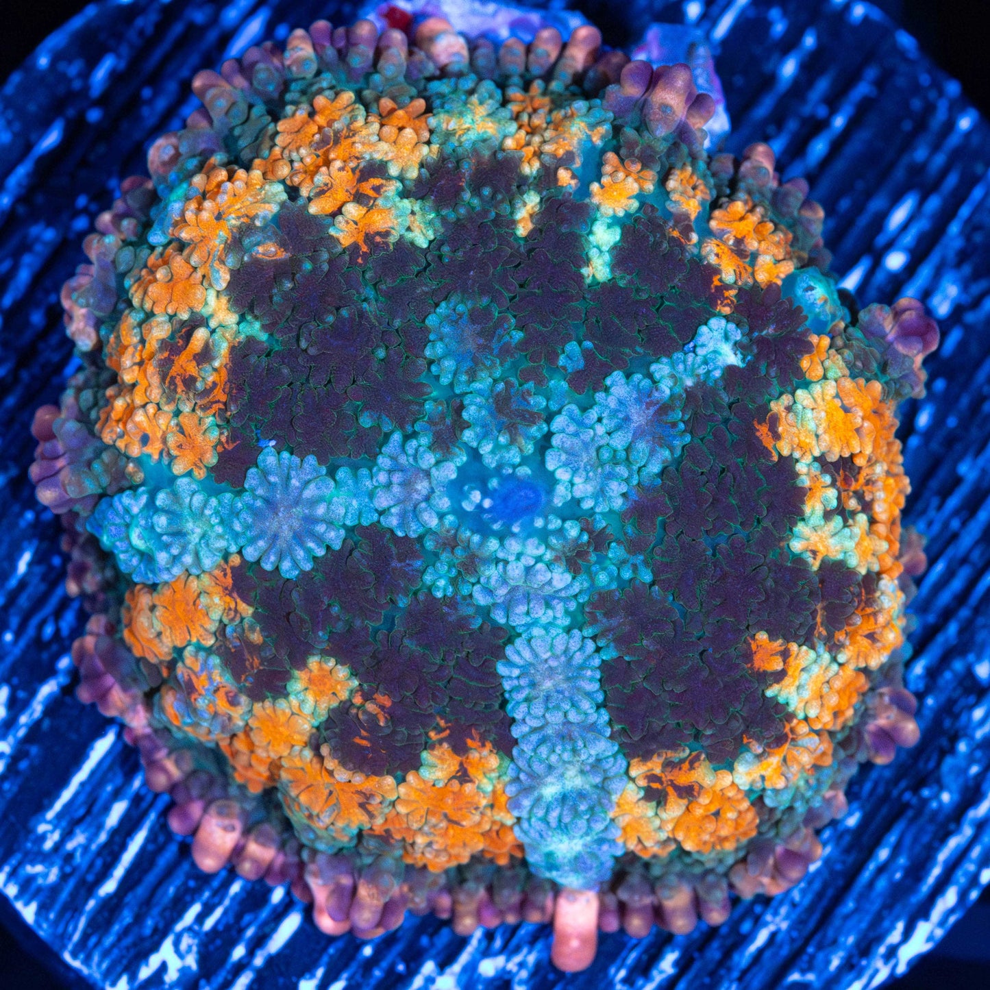 Ultimate Rainbow Pincushion (Nice!)