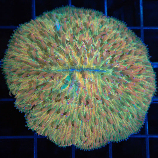 rainbow plate coral