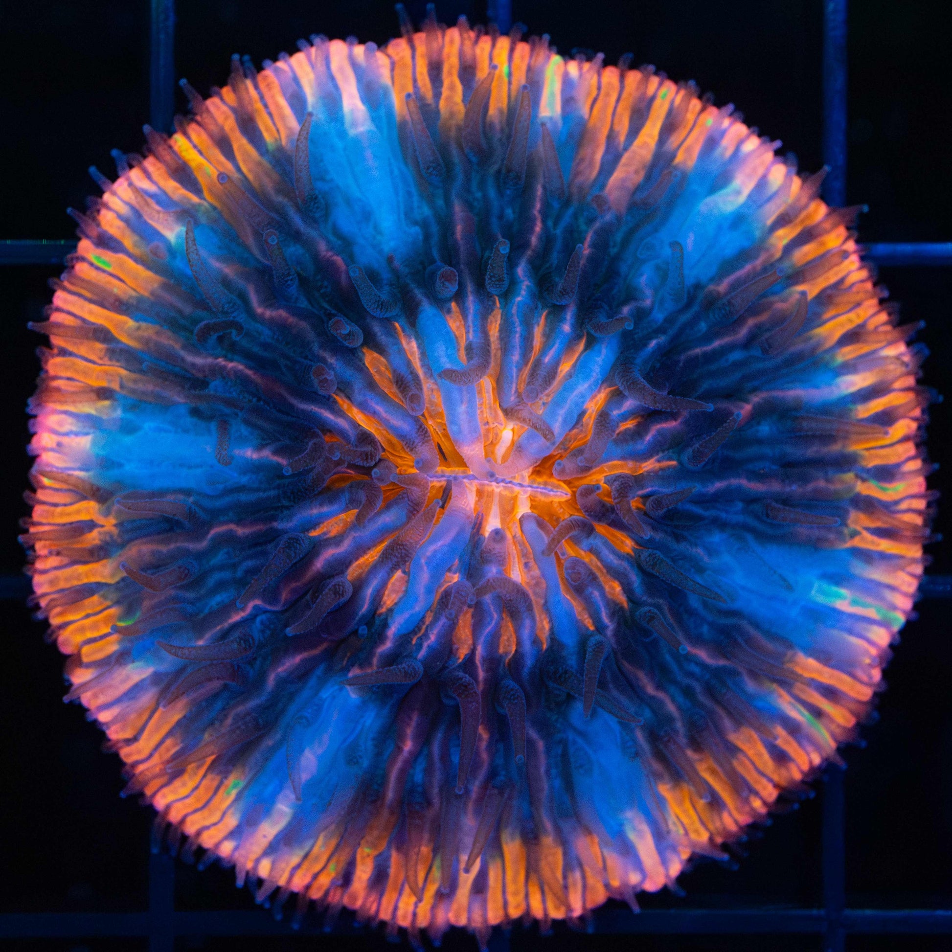 rainbow plate coral