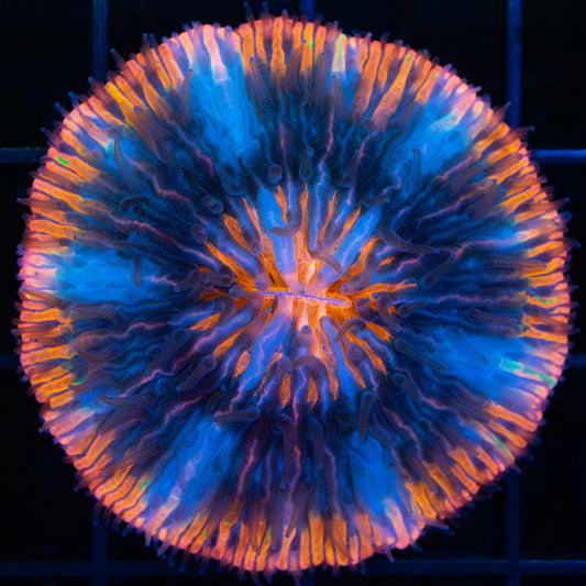 rainbow plate coral