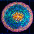 Rainbow Plate Coral