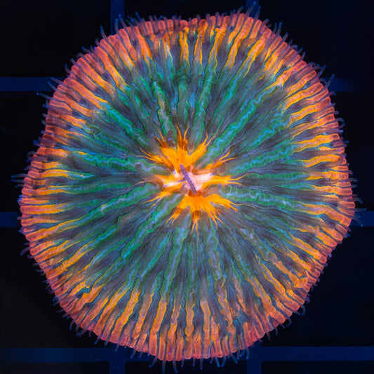 Rainbow Plate Coral (Nice!)