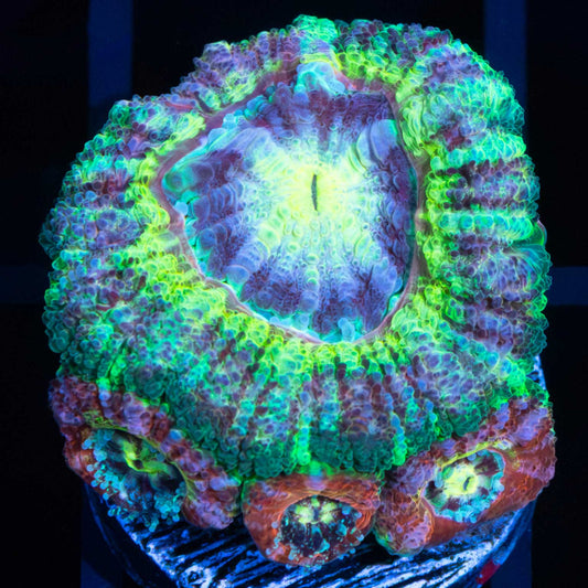 Rainbow Prism Asian Acan