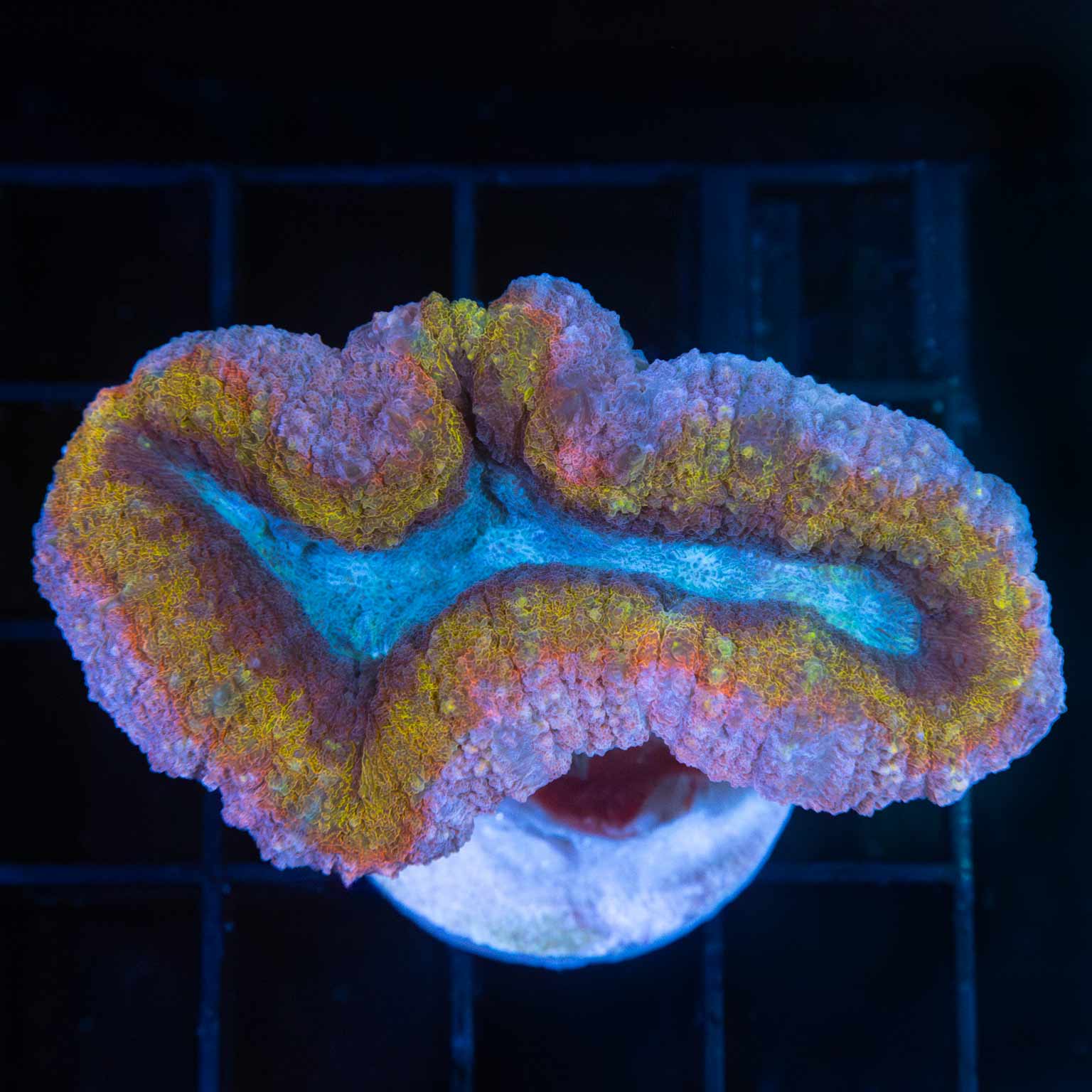 LPS Corals For Sale – Page 2 – Lucky Corals