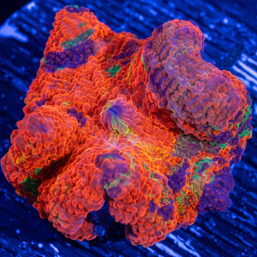 Purple Monster Mushroom