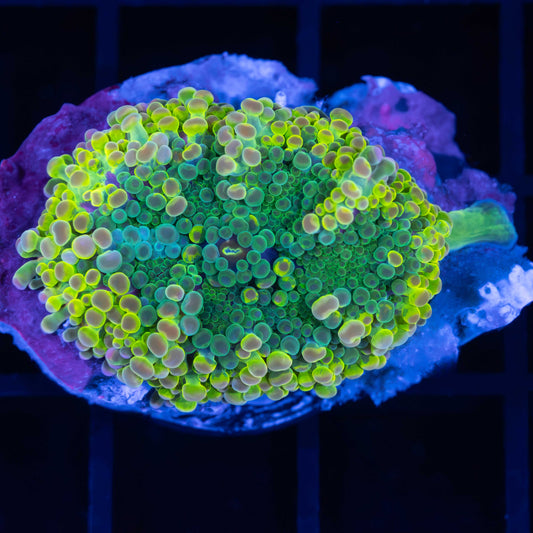 Rainbow Yuma Mushroom