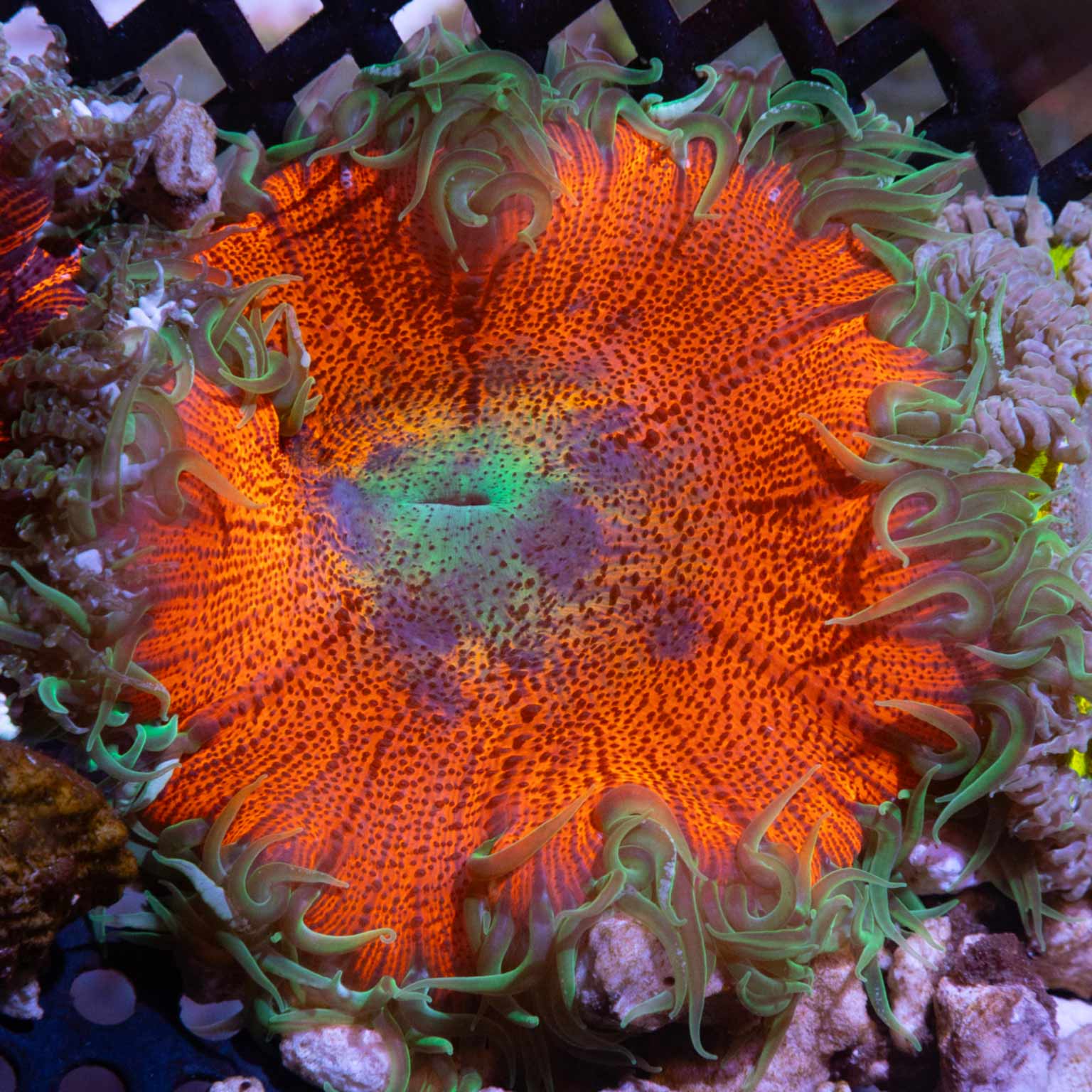 Rainbow Rock Flower Anenome