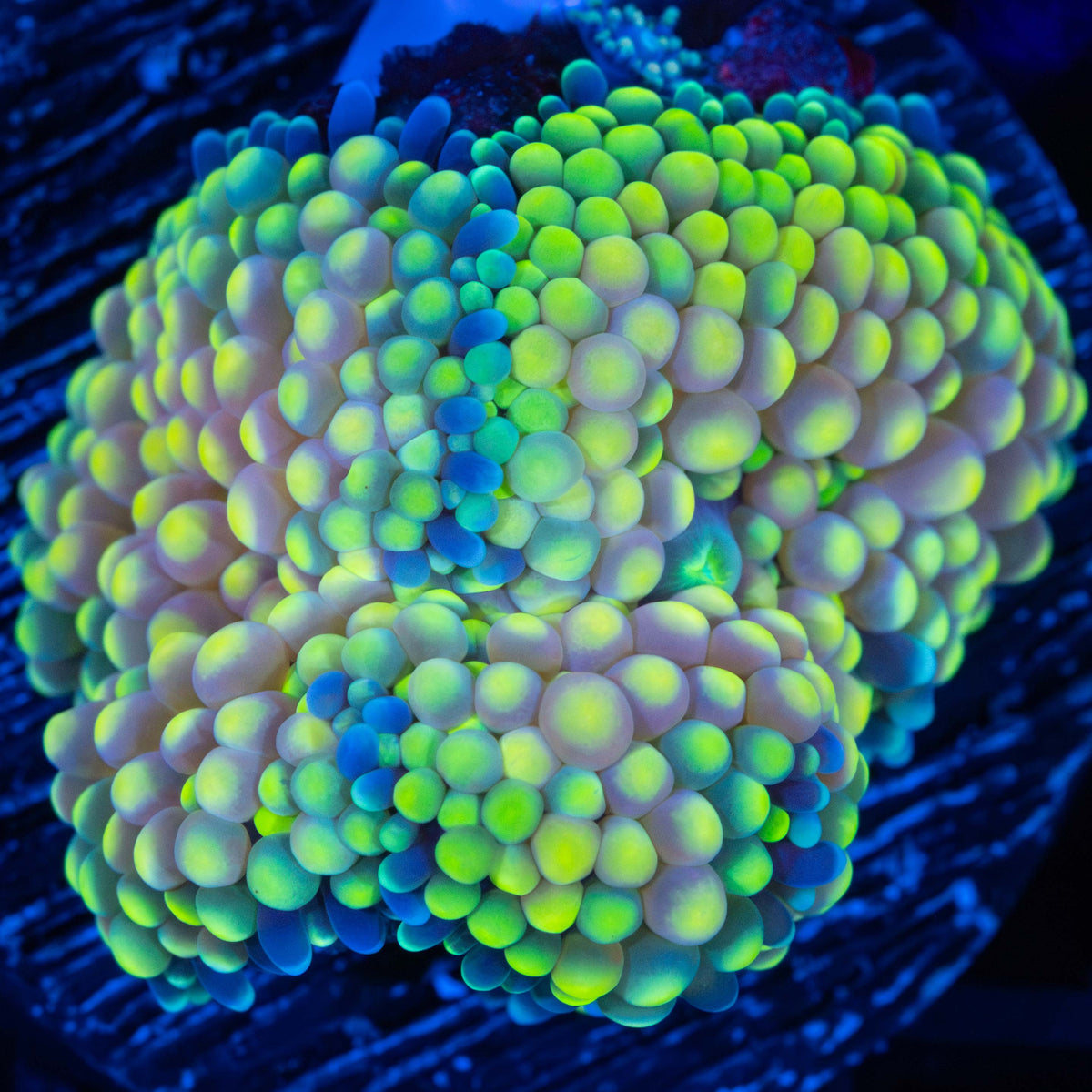 Rainbow Ricordea Mushroom