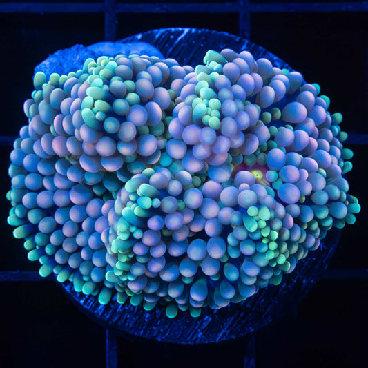 Large Rainbow Ricordea Mushroom