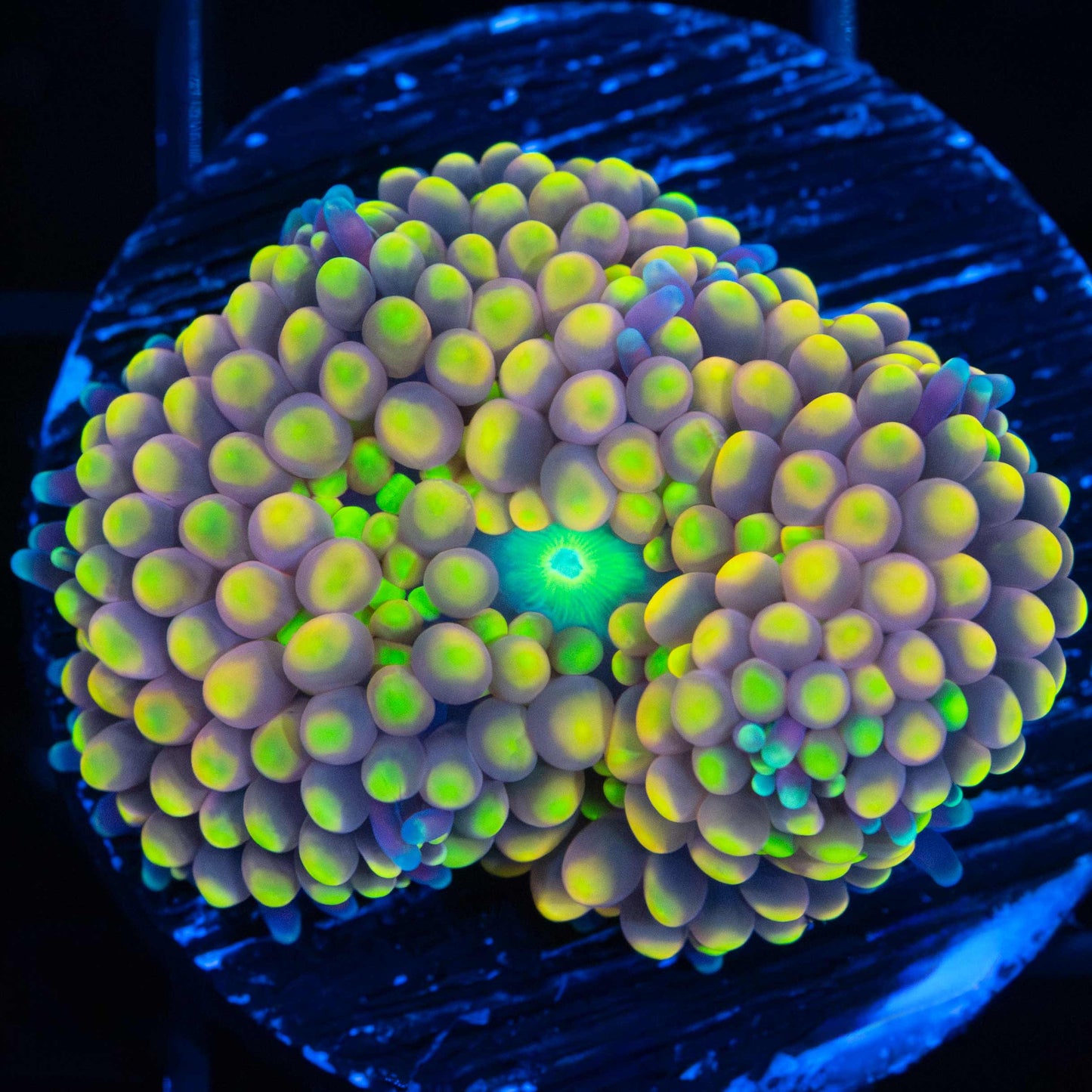 Rainbow Ricordea Mushroom