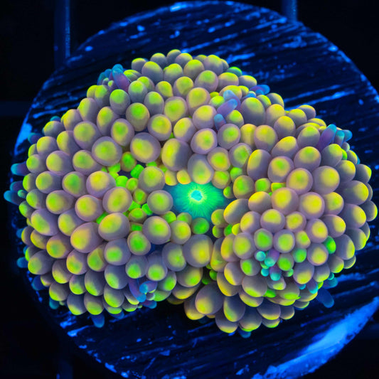 Rainbow Ricordea Mushroom