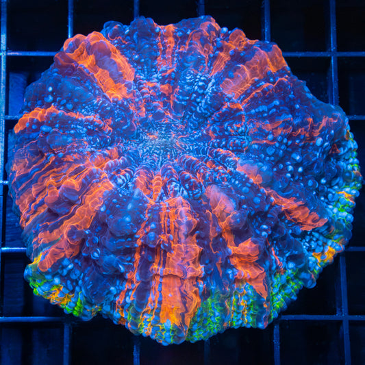 Rainbow Rim Acanthophyllia