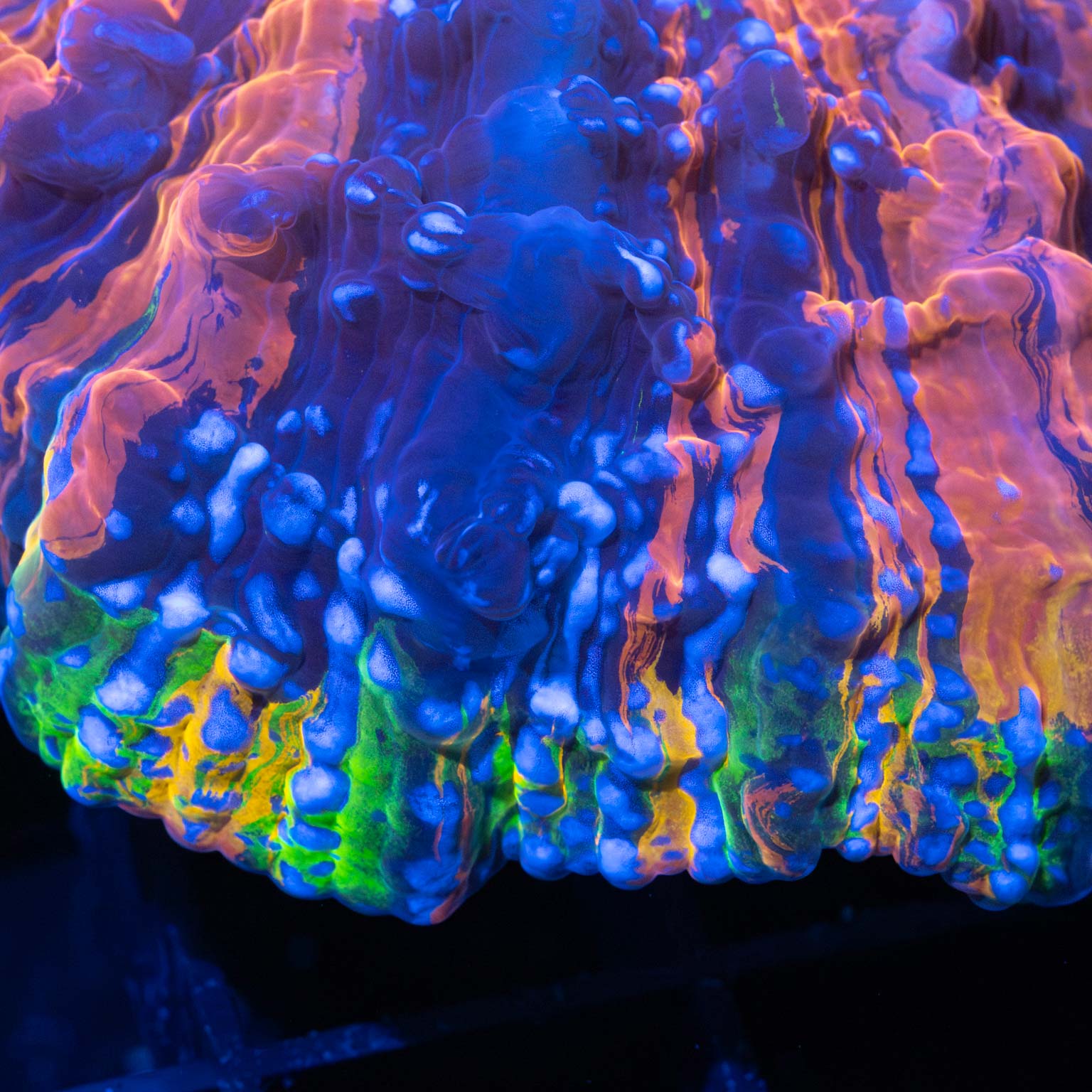 Rainbow Rim Acanthophyllia
