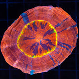 Rainbow Ring Acanthophyllia