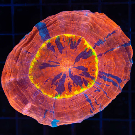 Rainbow Ring Acanthophyllia