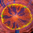 Rainbow Ring Acanthophyllia close up