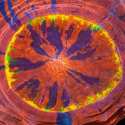 Rainbow Ring Acanthophyllia close up