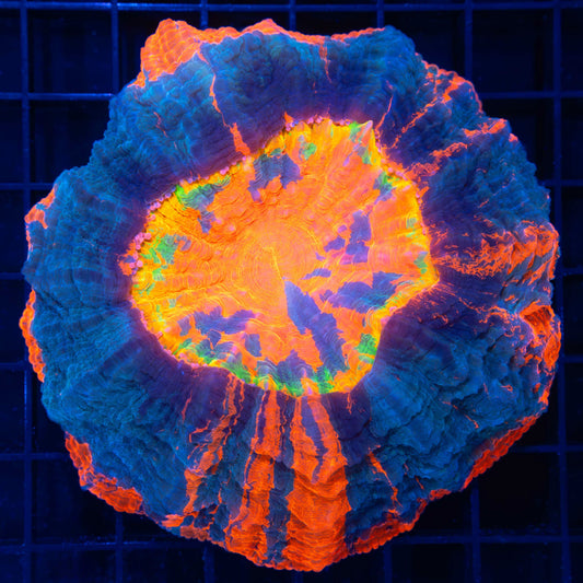 Glowing Rainbow Acanthophyllia (BRIGHT!)