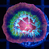Asian Acan