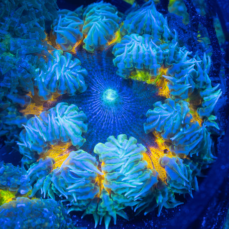 Rainbow Rock Flower Anenome