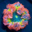 Rainbow Rock Flower Anenome