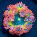 Rainbow Rock Flower Anenome