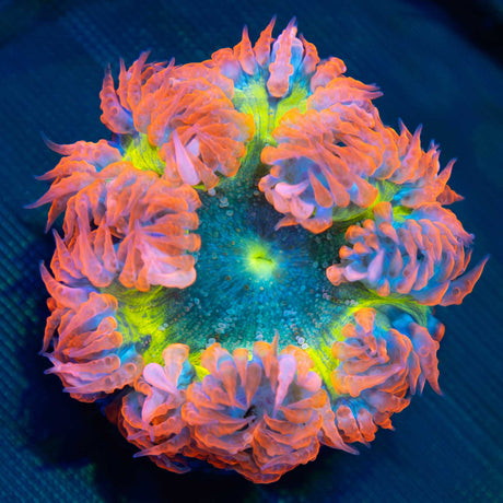Rainbow Rock Flower Anenome