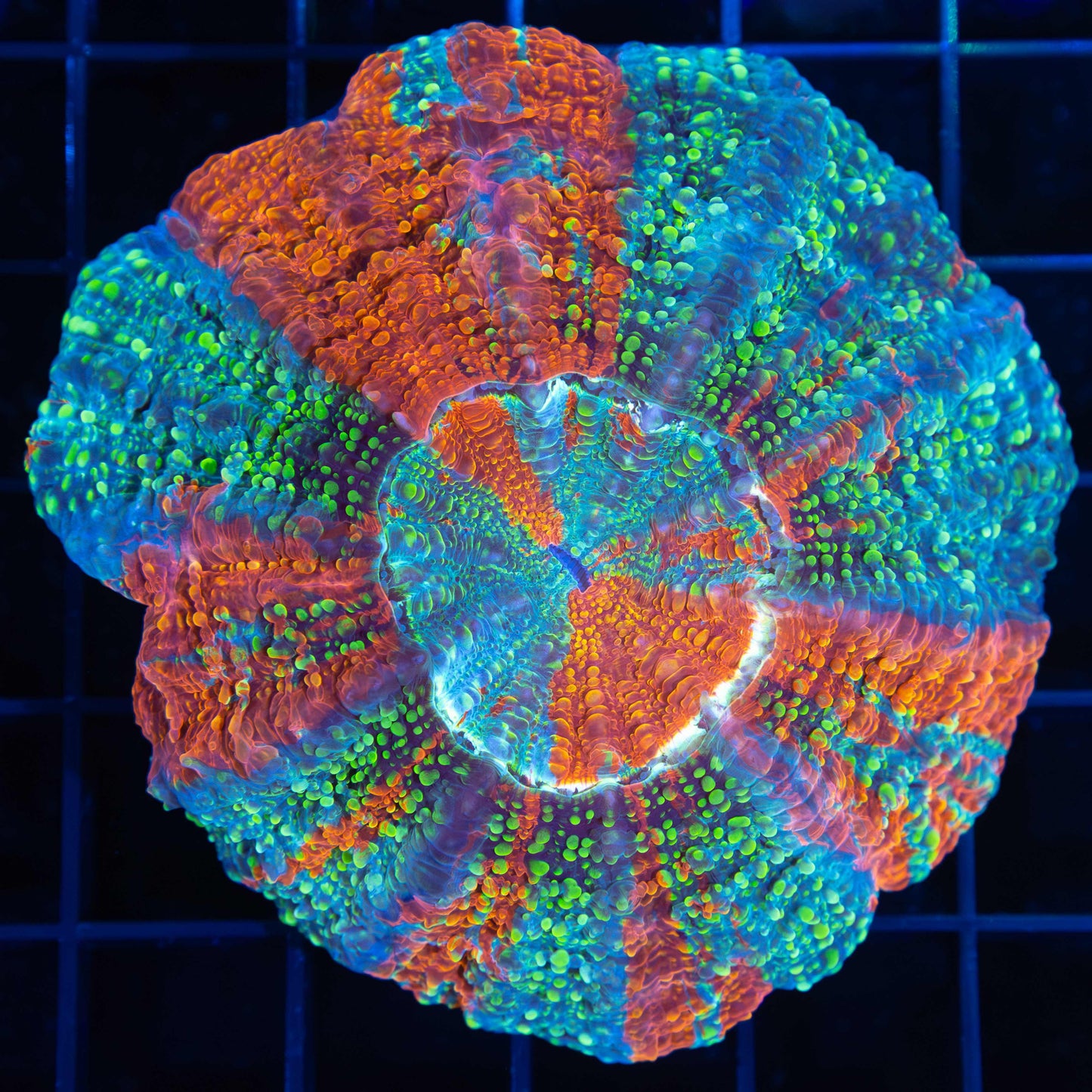 Rainbow Bumps Acanthophyllia 3.25"