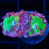 Rainbow Blastomussa Coral