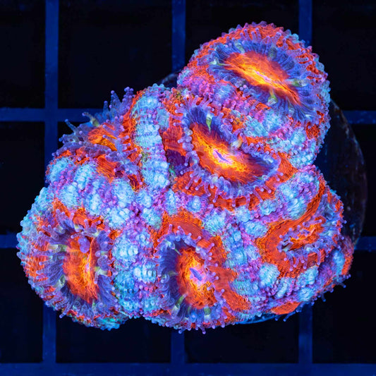 Rainbow Splatter Acan 