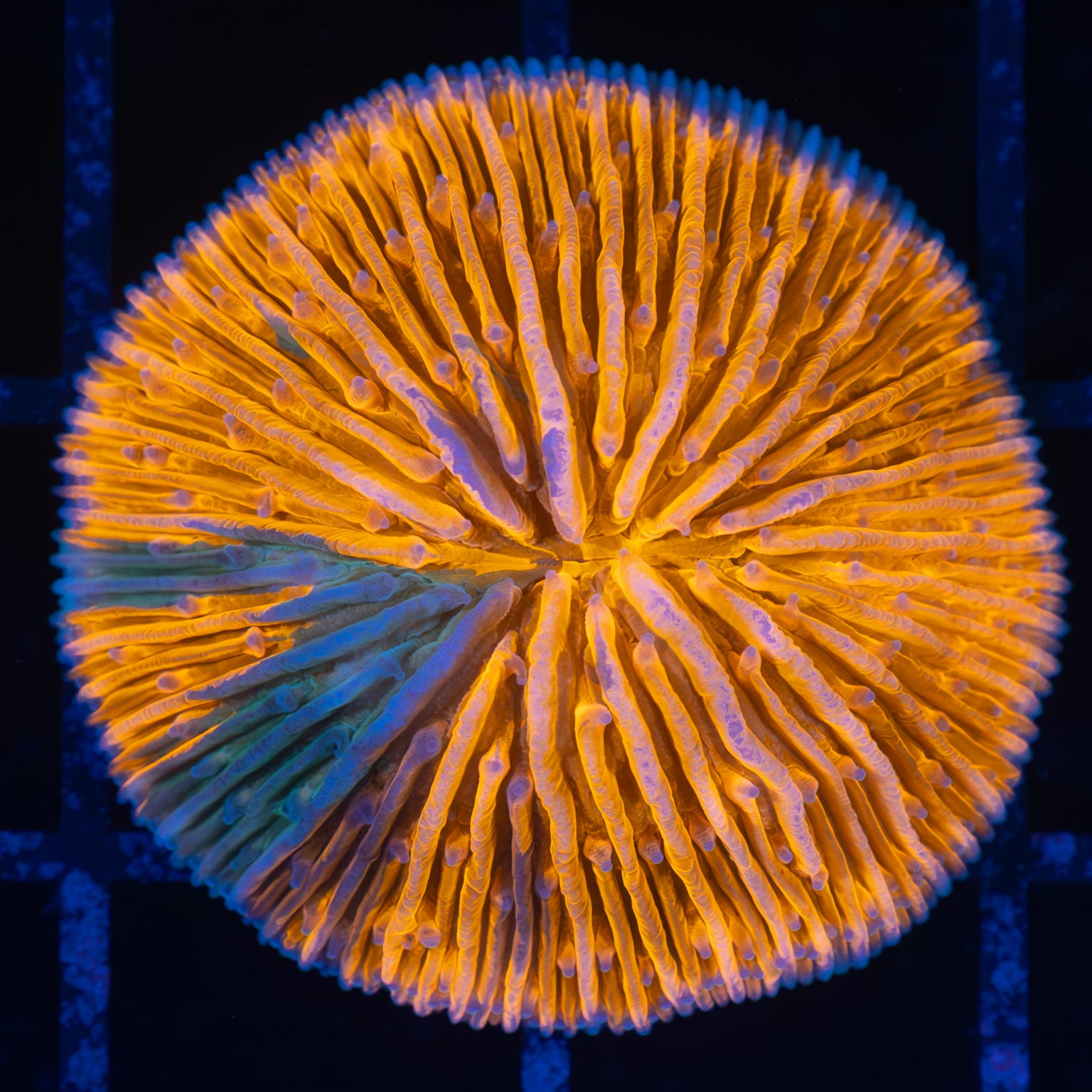 Splatter Plate Coral 1.25"